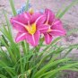 Hybrid Taglilie Blumen Samen Hemerocallis Lily 200 Seeds