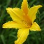 Hybrid Taglilie Blumen Samen Hemerocallis Lily 200 Seeds