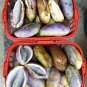 Holboellia latifolia Wall Fruit 40 Seeds