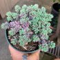Sedum Dasyphyllum Bonsai Succulents Plants 400 Seeds