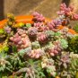Sedum Dasyphyllum Bonsai Succulents Plants 400 Seeds