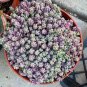 Sedum Dasyphyllum Bonsai Succulents Plants 400 Seeds