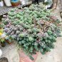 Sedum Dasyphyllum Bonsai Succulents Plants 400 Seeds