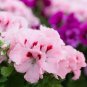 Bi-Colored Red White Univalve Geranium 40 Seeds
