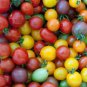 rare imported rainbow tomato 200 Seeds