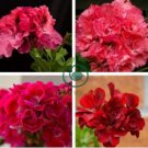 'Liuyu' Pinkish Red Geranium Flowers 20 Seeds