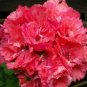 'Liuyu' Pinkish Red Geranium Flowers 20 Seeds