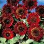 Sunset Rust Red Sunflowers 60 Seeds