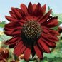 Sunset Rust Red Sunflowers 60 Seeds