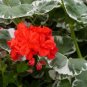 Geranium 'Wilhelm Langguth' 20 Seeds