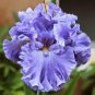 Heirloom 'Hailona' Iris Tectorum Flower 40 Seeds