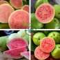 Apple Guava (Psidium Guajava) 40 Seeds