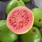 Apple Guava (Psidium Guajava) 40 Seeds