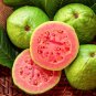 Apple Guava (Psidium Guajava) 40 Seeds