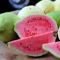 Apple Guava (Psidium Guajava) 40 Seeds
