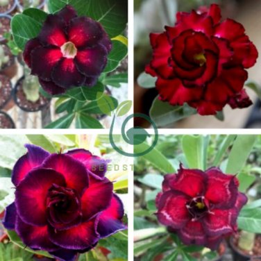 'Ge Woo' Taiwan Adenium Desert Rose 4 Seeds