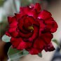 'Ge Woo' Taiwan Adenium Desert Rose 4 Seeds