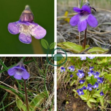 Pinguicula Vulgaris 200 Seeds