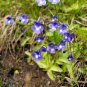Pinguicula Vulgaris 200 Seeds