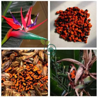 Strelitzia Reginae 2 Seeds