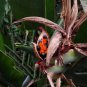Strelitzia Reginae 2 Seeds