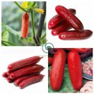 Red Cucumber Cucumis sativus 40 Seeds