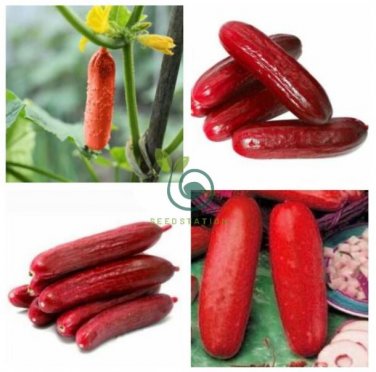 Red Cucumber Cucumis sativus 40 Seeds