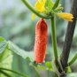 Red Cucumber Cucumis sativus 40 Seeds
