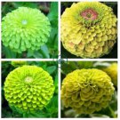 Zinnia Dahlia Giant Lime Queen Zinnia Elegans 100 Seeds
