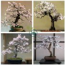 Bonsai Tree Japanese Sakura Bonsai 20 Seeds