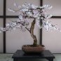 Bonsai Tree Japanese Sakura Bonsai 20 Seeds