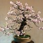 Bonsai Tree Japanese Sakura Bonsai 20 Seeds