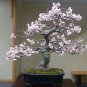 Bonsai Tree Japanese Sakura Bonsai 20 Seeds