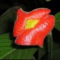 Rare Flower Pots Psychotria Elata Flower 200 Seeds