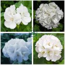 White Zonal Pelargonium 20 Seeds