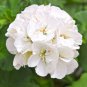 White Zonal Pelargonium 20 Seeds