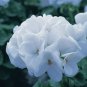 White Zonal Pelargonium 20 Seeds