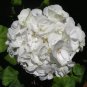 White Zonal Pelargonium 20 Seeds