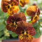 Viola Tiger Eye Pansy Flowers 40 Seeds