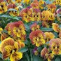 Viola Tiger Eye Pansy Flowers 40 Seeds