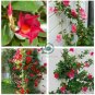 Mandevilla Sanderi  200 Seeds
