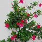 Mandevilla Sanderi  200 Seeds