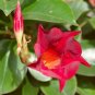 Mandevilla Sanderi  200 Seeds