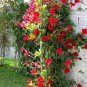 Mandevilla Sanderi  200 Seeds