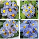 Rare Blue White Striped Evening Primrose with yellow eyes 60 Seeds