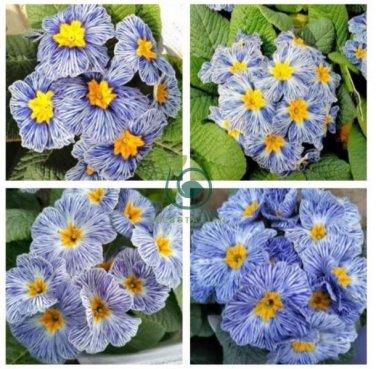 Rare Blue White Striped Evening Primrose with yellow eyes 60 Seeds