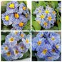 Rare Blue White Striped Evening Primrose with yellow eyes 60 Seeds