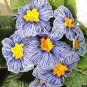Rare Blue White Striped Evening Primrose with yellow eyes 60 Seeds