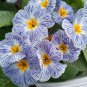 Rare Blue White Striped Evening Primrose with yellow eyes 60 Seeds