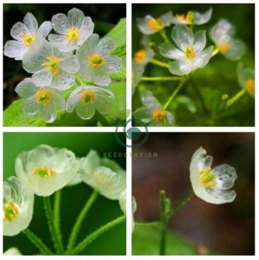Diphylleia Grayi Bonsai Rare Exotic Plant Water Becomes Transparent  10 Seeds
